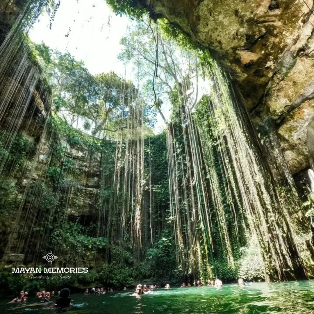 Cenote con raíces colgantes visto desde el fondo