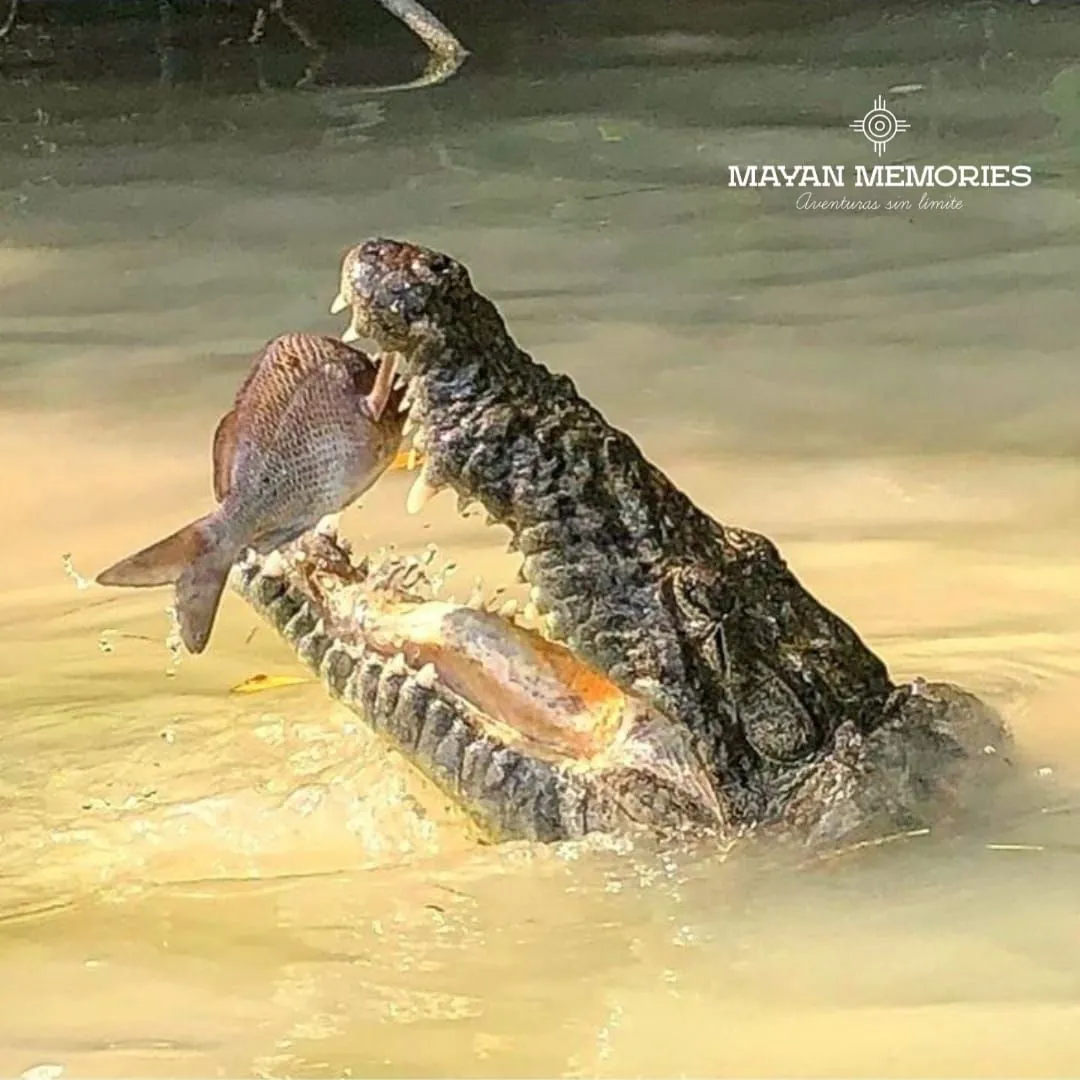 Crocodile with open jaws catching a fish