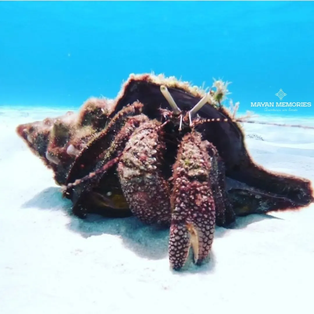 Giant conch shell on the white sandy seabed