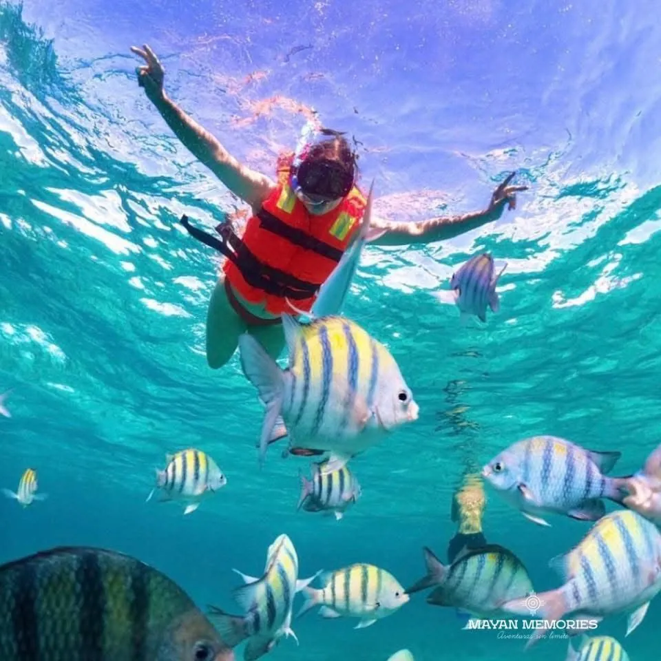 Person in a red life jacket snorkeling among sergeant major fish